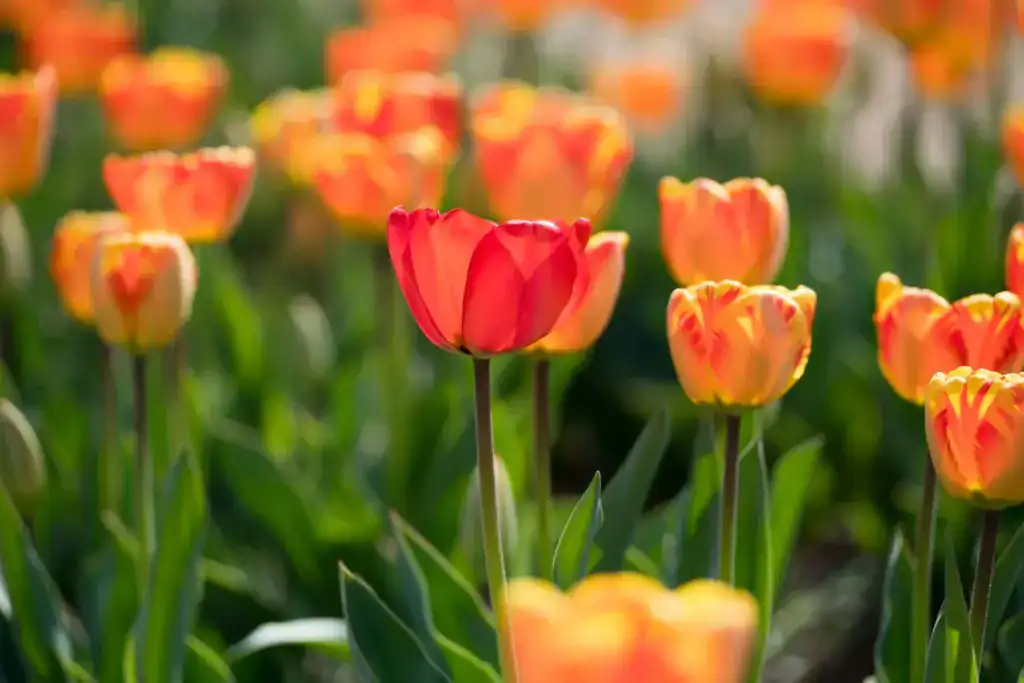 Vibrant orange tulips in sunlight.
