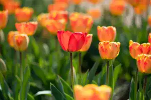 Hoa tulip màu cam rực rỡ dưới ánh nắng mặt trời.