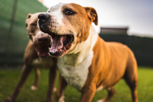 5 dog bite claims Florida victims overlook