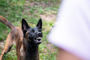 Dog Bite Lawyer - Orlando - Maaswinkel Law