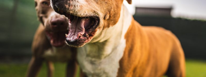 5 dog bite claims Florida victims overlook