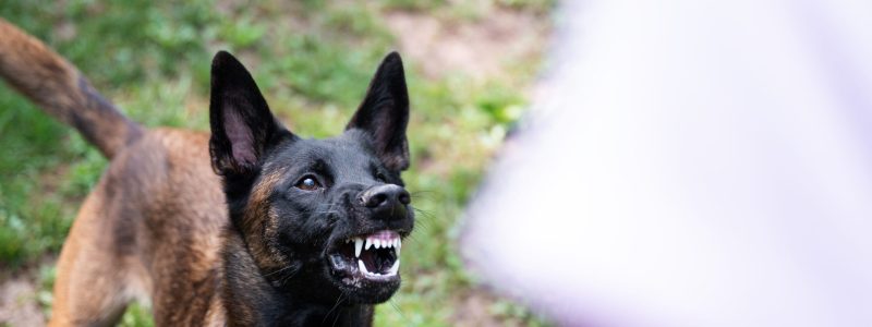 Dog Bite Lawyer - Orlando - Maaswinkel Law